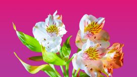 In ChildFund Uganda, children and their parents planted more than 10,000 eucalyptus trees and 5,000 pine trees to create two new forests. In an area where environmental degradation has reduced the quality of life, the new forests provide inexpensive firewood, protection against soil erosion and an economic boost, as the trees provide timber for housing and other projects.